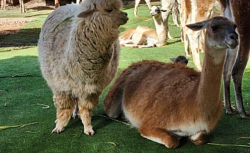 (08 de Marzo del 2026) City Tour Arqueológico – Tarde de Espuma de Carnavales en la ciudad del Cusco (Desayuno y Almuerzo)