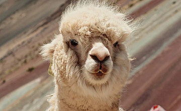 Cusco – Montaña de Colores VININCUNCA por ruta corta – Puno (Desayuno y Almuerzo) 