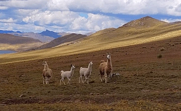 Cusco – Taucca – Huchuy Qosqo o Cusco pequeño – Memorable Suites Domo (Desayuno y Almuerzo)